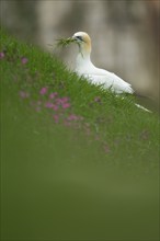 Northern gannet (Morus bassanus) adult bird with grass vegatation in its beak for nesting material