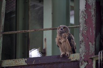 Eurasian eagle-owl (Bubo bubo), fledgling, in an industrial building, Ewald colliery, Herten, Ruhr