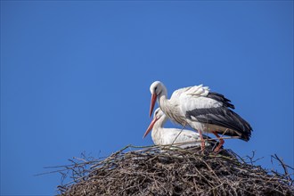 Pair of white stork (Ciconia ciconia)