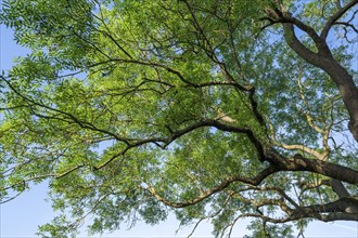 European ash (Fraxinus excelsior), treetop, blue sky, Lower Saxony, Germany, Europe