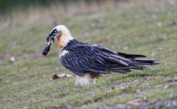 Old bearded vulture (Gypaetus barbatus) with sheep's foot, Catalonia, Pyrenees, Spain, Europe