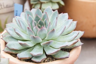 Beautiful succulent plant in greenhouse. Closeup, floral patterns, selective focus