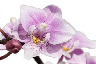 Beautiful orchids of different colors on white and grey background. Phalaenopsis hybrids. Close up