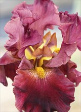 Beautiful multicolored iris flower bloom in the garden. Close up, fragility and summer concept