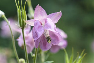 Purple aquilegia (columbine) flower on a green blurred background. Closeup