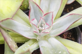 Beautiful succulent plant in greenhouse. Closeup, floral patterns, selective focus