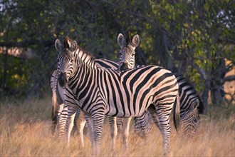 Africa, Botswana, plains zebra, Equus quappa, Botswana, Africa