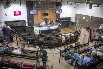 Oklahoma City, Oklahoma, Cattle are auctioned at the Oklahoma National Stockyards. Since it was