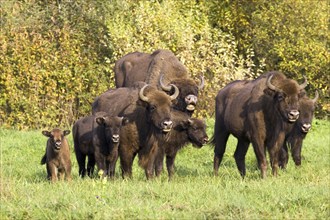 Bison, bison, group, (Bison bosanus), family, several