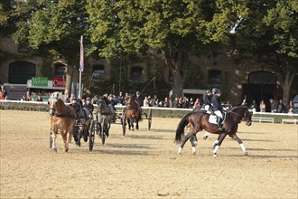 Warendorf State Stud, Stallion Parade, Apprentice Show