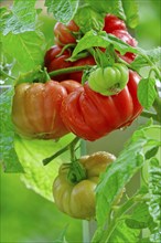 Tomatoes on the vine, August, Germany, Europe