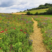 Hiking trail through a colourful flower meadow, Germerode, Meißner, Frau-Holle-Land Geo-nature park