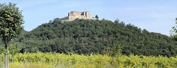 View from the vines to the Haard with Hambach Castle in the background