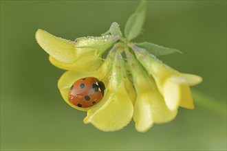 Seven-spott ladybird (Coccinella septempunctata) on common hornwort (Lotus corniculatus), North