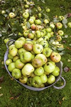 Cooking apples collected in metal tub