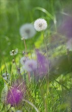 Detailed photograph of dandelions with blurred purple flowers in the foreground, common dandelion