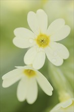 True oxlip (Primula elatior) in spring, North Rhine-Westphalia, Germany, Europe