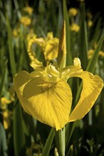 Iris pseudacorus yellow flag iris plant flowering