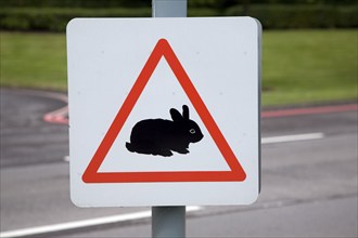 Triangular road sign of baby rabbit