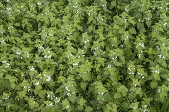 White nettle (Lamium album) in flower