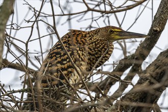 Tiger heron (Tigrisoma mexicanum), Corixo do Cerrado, Pantanal, Brazil, South America