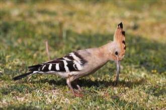 Hoopoe (Upupa epops) foraging, Canary Islands, Gran Canaria, Spain, Europe