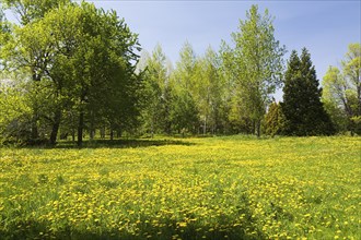 Green grass field with yellow Taraxacum, Dandelion flowers bordered by deciduous and evergreen