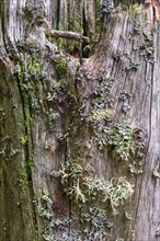 Lichen growing on a old tree trunk