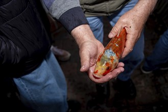 Someone carefully examines a koi carp for diseases, Germany, Europe