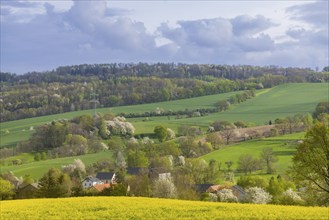 Flowering fields near Karsdorf in the Eastern Ore Mountains, Karsdorf, Saxony, Germany, Europe