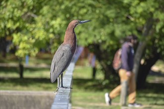 Rufescent tiger heron (Tigrisoma lineatum) in the wild, with foot goose in the background, seen in