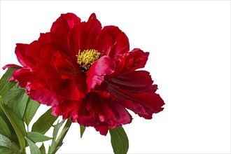 Peony blossom (Peonia) on a white background, Bavaria, Germany, Europe