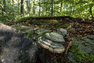 Dead common beeches (Fagus sylvatica), dead wood, moss, Tinder Fungus (Fomes fomentarius), beech