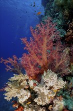 Hemprich's tree coral (Dendronephthya hemprichi), dive site Habili Jaffa, St Johns Reef, Saint