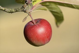 Apple tree (Malus domestica), branch with a red apple, North Rhine-Westphalia, Germany, Europe