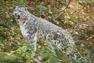 Snow leopard (Panthera uncia syn. Uncia uncia) in an autumn forest, captive