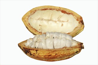 Cocoa tree (Theobroma cacao), halved cocoa fruit with pulp