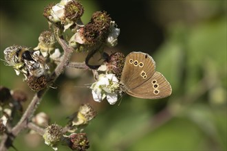 Ringlet (Aphantopus hyperantus) butterfly feeding on a Bramble flower in a woodland, Suffolk,