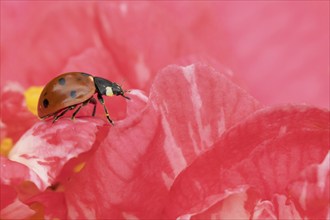 Seven-spot ladybird (Coccinella septempunctata) adult insect on a pink garden Camellia flower in