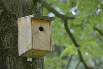 Nesting box on a tree, North Rhine-Westphalia, Germany, Europe