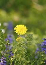 Flowering common dandelion (Taraxacum) in flower meadow, North Rhine-Westphalia, Germany, Europe