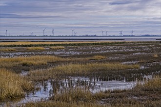 Wadden landscape on the coast of the Nordstrand peninsula in the Schleswig-Holstein Wadden Sea