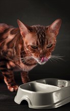 Bengal cat, eating, on a dark background, vertical, no people, close-up, selective focus