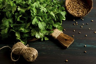 Bunch of fresh Cilantro, coriander seeds, on a dark wooden table, close-up, top view, no people.