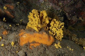 Yellow lamellar white sponge (Axinella damicornis) on a sandy seabed under water. Dive site Montana