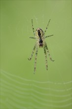 Autumn spider (Metellina segmentata, Meta segmentata) in a web, North Rhine-Westphalia, Germany,