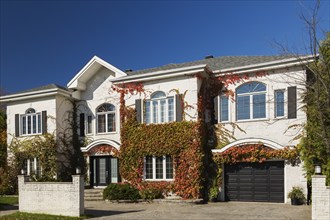 Luxurious white brick with black trim house facade covered with climbing Vitis vines in autumn,