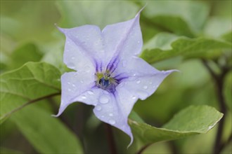 Devil's trumpet (Datura metel), flower, native to Asia