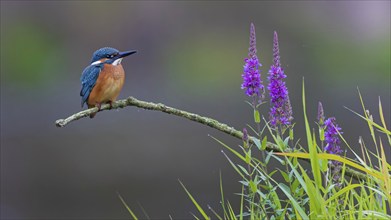 Common kingfisher (Alcedo atthis) Indicator for clean watercourses, juvenile bird, habitat, flying