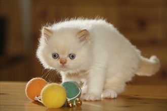 Persian cat, long-haired cat